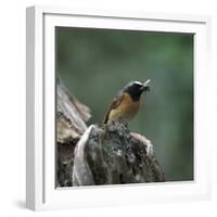 Redstart with Insect-CM Dixon-Framed Photographic Print