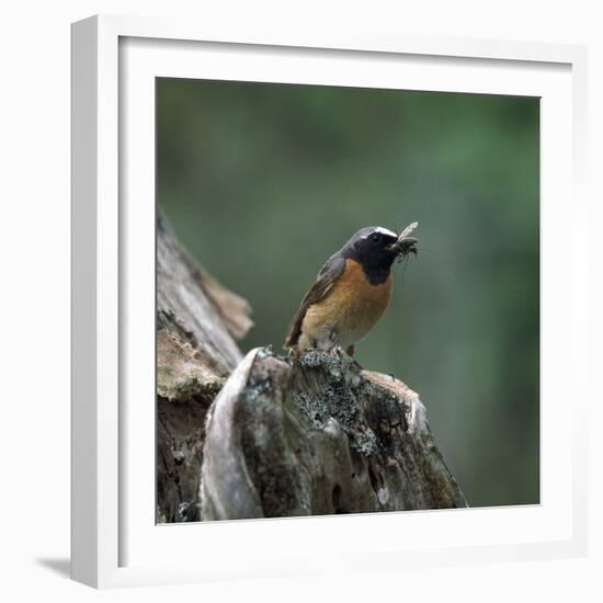 Redstart with Insect-CM Dixon-Framed Photographic Print