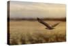 Redtail in the Field-Jai Johnson-Stretched Canvas