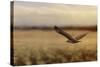 Redtail in the Field-Jai Johnson-Stretched Canvas