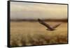 Redtail in the Field-Jai Johnson-Framed Stretched Canvas