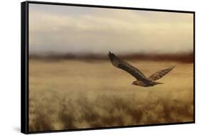 Redtail in the Field-Jai Johnson-Framed Stretched Canvas