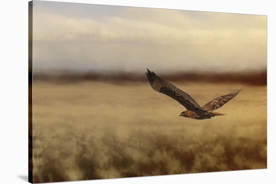 Redtail in the Field-Jai Johnson-Stretched Canvas