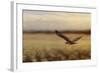 Redtail in the Field-Jai Johnson-Framed Giclee Print