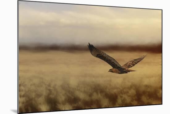 Redtail in the Field-Jai Johnson-Mounted Giclee Print