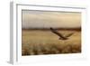 Redtail in the Field-Jai Johnson-Framed Giclee Print