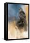 Redtail in Winter-Jai Johnson-Framed Stretched Canvas