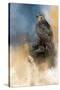 Redtail in Winter-Jai Johnson-Stretched Canvas