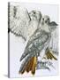 Redtailed Hawk-Barbara Keith-Stretched Canvas