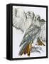 Redtailed Hawk-Barbara Keith-Framed Stretched Canvas