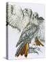 Redtailed Hawk-Barbara Keith-Stretched Canvas