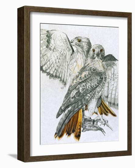 Redtailed Hawk-Barbara Keith-Framed Giclee Print