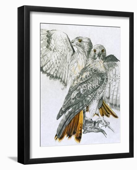 Redtailed Hawk-Barbara Keith-Framed Giclee Print