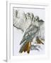 Redtailed Hawk-Barbara Keith-Framed Giclee Print