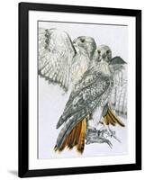 Redtailed Hawk-Barbara Keith-Framed Giclee Print