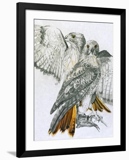 Redtailed Hawk-Barbara Keith-Framed Giclee Print