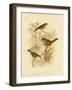 Redthroat, 1891-Gracius Broinowski-Framed Giclee Print