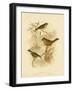 Redthroat, 1891-Gracius Broinowski-Framed Giclee Print