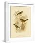 Redthroat, 1891-Gracius Broinowski-Framed Giclee Print