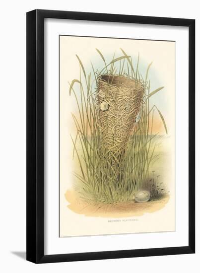 Redwing Blackbird Nest and Eggs-null-Framed Art Print