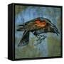 Redwing Blackbird-John W Golden-Framed Stretched Canvas