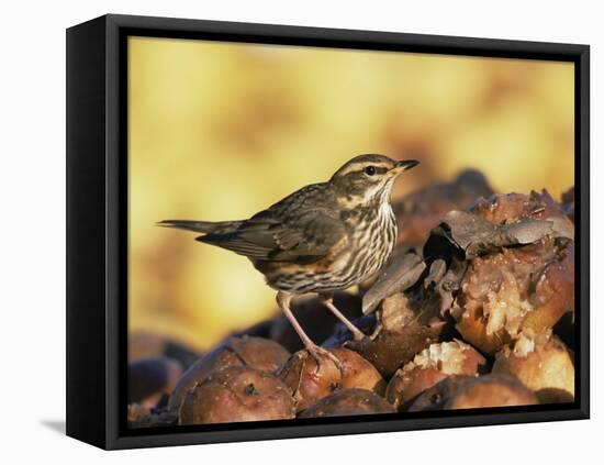 Redwing Feeding on Rotting Apples, UK-Andy Sands-Framed Stretched Canvas