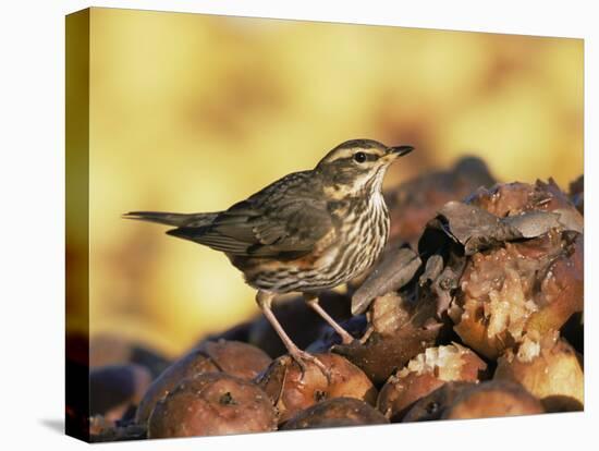 Redwing Feeding on Rotting Apples, UK-Andy Sands-Stretched Canvas