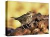 Redwing Feeding on Rotting Apples, UK-Andy Sands-Stretched Canvas