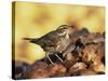 Redwing Feeding on Rotting Apples, UK-Andy Sands-Stretched Canvas