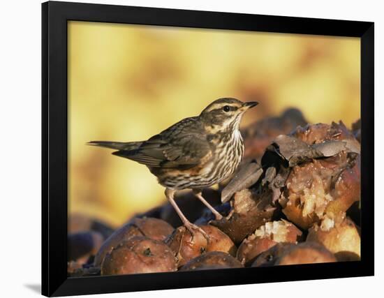 Redwing Feeding on Rotting Apples, UK-Andy Sands-Framed Photographic Print