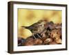 Redwing Feeding on Rotting Apples, UK-Andy Sands-Framed Photographic Print