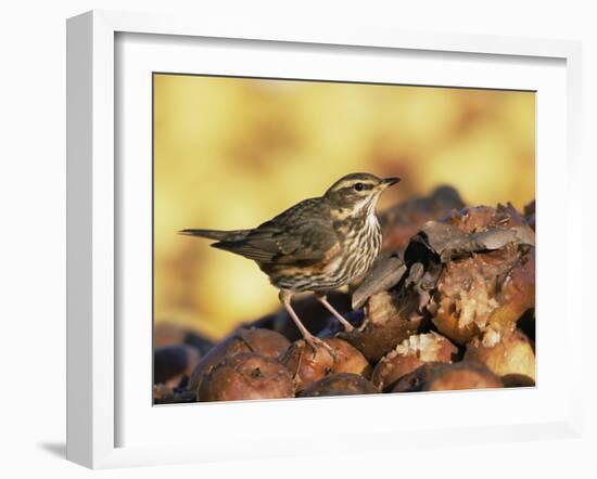 Redwing Feeding on Rotting Apples, UK-Andy Sands-Framed Photographic Print