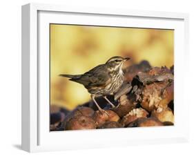 Redwing Feeding on Rotting Apples, UK-Andy Sands-Framed Photographic Print