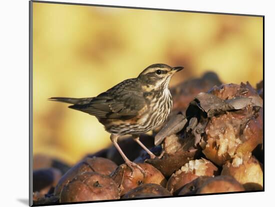 Redwing Feeding on Rotting Apples, UK-Andy Sands-Mounted Photographic Print