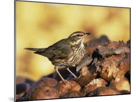 Redwing Feeding on Rotting Apples, UK-Andy Sands-Mounted Photographic Print