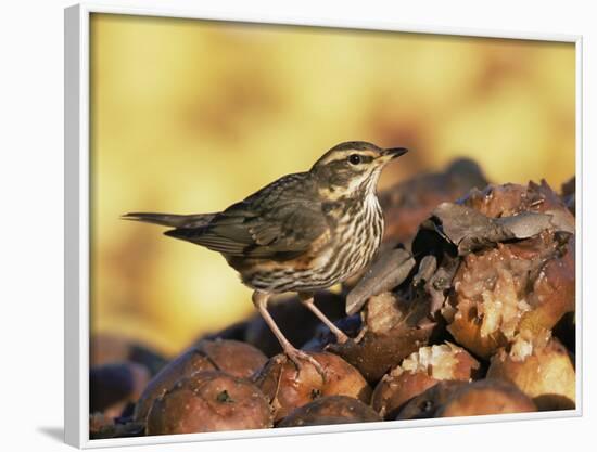 Redwing Feeding on Rotting Apples, UK-Andy Sands-Framed Photographic Print