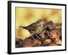 Redwing Feeding on Rotting Apples, UK-Andy Sands-Framed Photographic Print