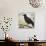 Redwing No. 3-Tim Nyberg-Giclee Print displayed on a wall