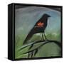 Redwing-Tim Nyberg-Framed Stretched Canvas