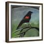 Redwing-Tim Nyberg-Framed Giclee Print