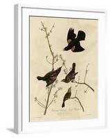 Redwinged Starling-null-Framed Giclee Print