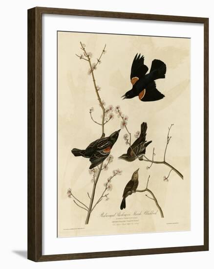 Redwinged Starling-null-Framed Giclee Print