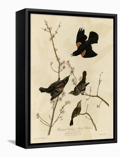 Redwinged Starling-null-Framed Stretched Canvas