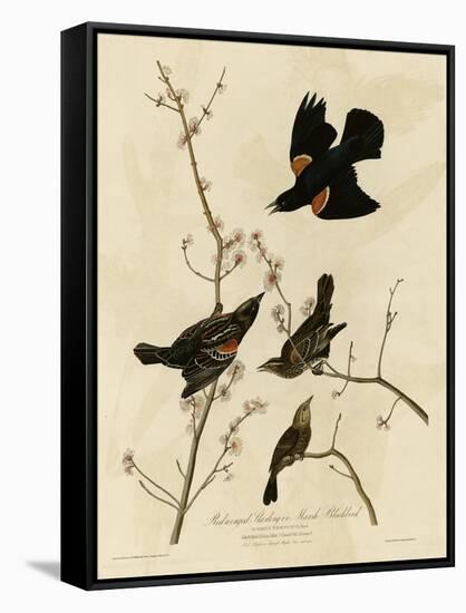 Redwinged Starling-null-Framed Stretched Canvas