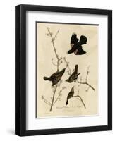 Redwinged Starling-null-Framed Giclee Print