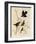 Redwinged Starling-null-Framed Giclee Print