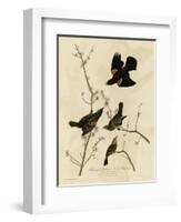 Redwinged Starling-null-Framed Giclee Print