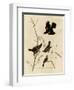 Redwinged Starling-null-Framed Giclee Print