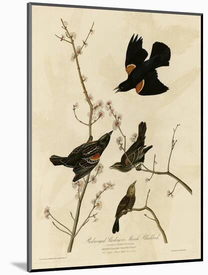 Redwinged Starling-null-Mounted Giclee Print