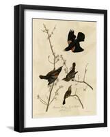 Redwinged Starling-null-Framed Giclee Print